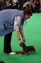 Crufts2011_2 963